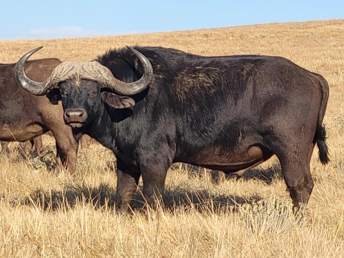 Buffalo Hills Private Game Reserve Harrismith Exterior foto
